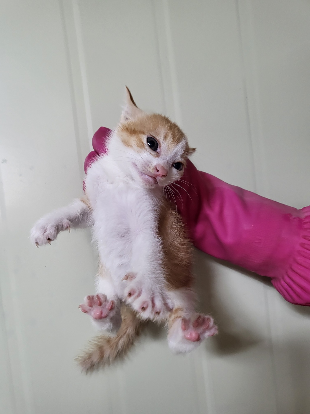 부산동물보호센터_426325202400447